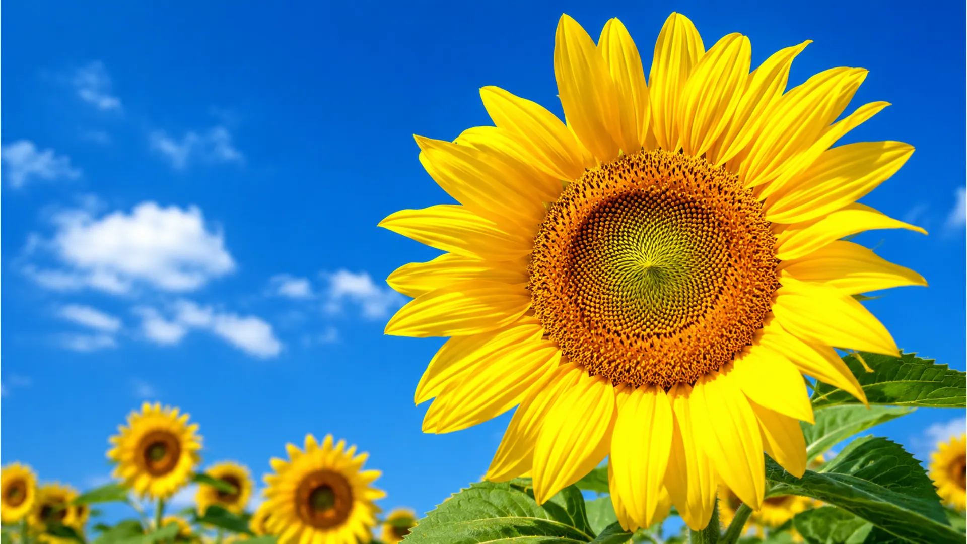 Bright yellow sunflower close up with a smiling good morning sunday greeting.