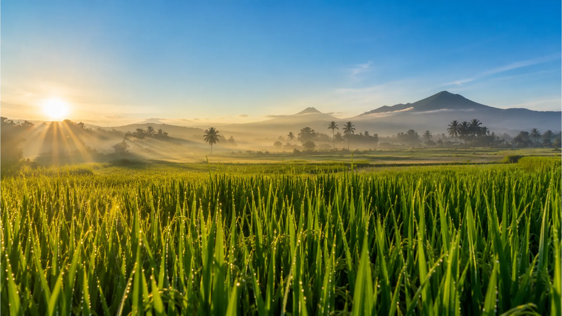 Green paddy fields sunrise scene for good morning Telugu wishes