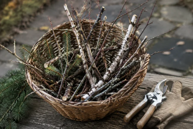 Pyntekvister branches collected in a garden basket