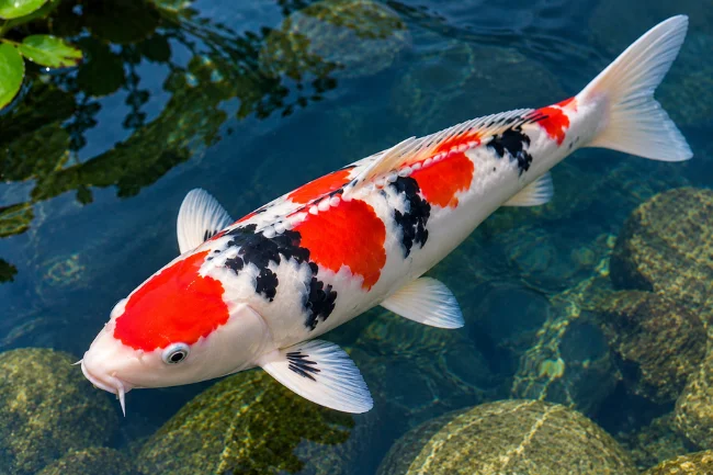 Doitsu Sanke koi with smooth skin and red, white and black markings